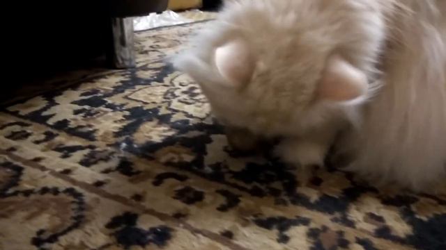 В память о нашей кошке Маше. #Fm76 смотреть онлайн