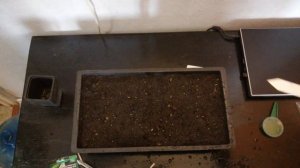 Как сажать помидоры на рассаду в домашних условиях