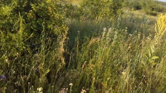 Время собирать душицу (материнку). смотреть онлайн