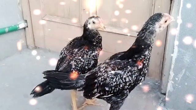 Aseel Chicks Growth Day By Day - Chicken Growth Day 1 To 6 Month - HC Birds Information смотреть онлайн