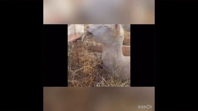 Контактный зоопарк 2 смотреть онлайн