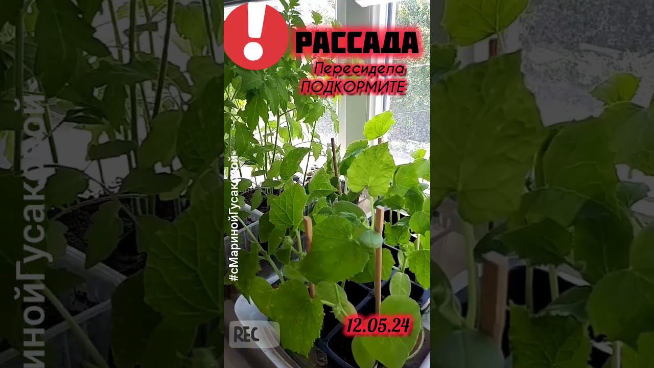 Чем подкормить и подлечить РАССАДУ. Сегодня 12 мая | с Мариной Гусаковой смотреть онлайн