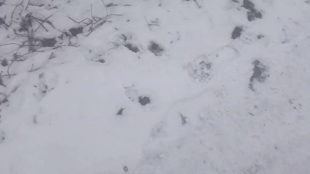 Лакомства для семьи!!!Рекс и Лисичка!!! смотреть онлайн