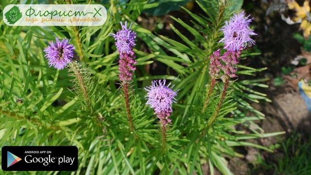 ? Цветок лиатрис – посадка и уход в открытом грунте, выращивание лиатриса колоскового смотреть онлайн