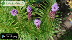 ? Цветок лиатрис – посадка и уход в открытом грунте, выращивание лиатриса колоскового