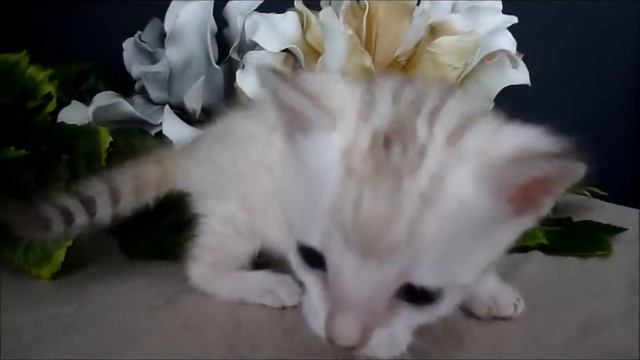 Kater 1 смотреть онлайн