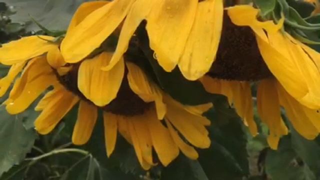 Христианское стихотворение Посмотри в небеса...( Автор Анна Юркина) смотреть онлайн