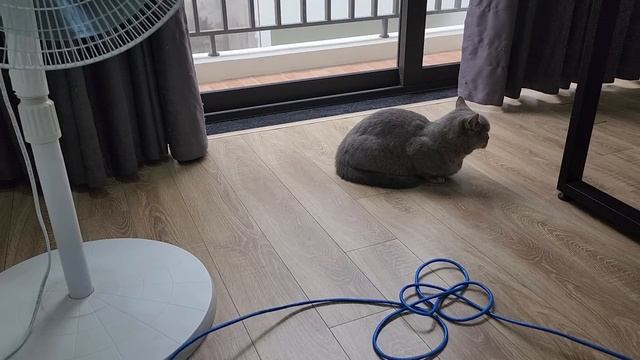 Funniest Animals ?? New Funny Cats and Dogs Videos ?? Part 2 смотреть онлайн