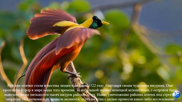 Райские птицы - самые красивые создания на земле.