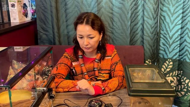 Содержание Молочных змей в домашних условиях (Lampropeltis triangulum sinaloae). смотреть онлайн