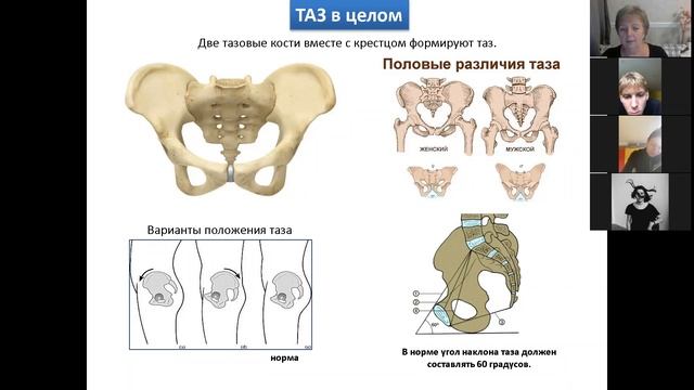 4 Скелет нижней конечности смотреть онлайн