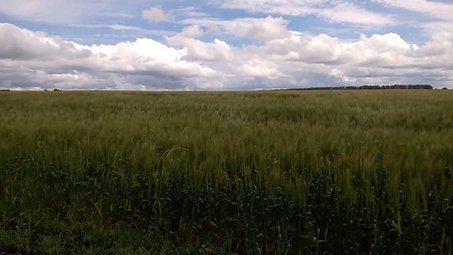 Дмитрий TV. Клип "Поле пшеницы и ветер". смотреть онлайн