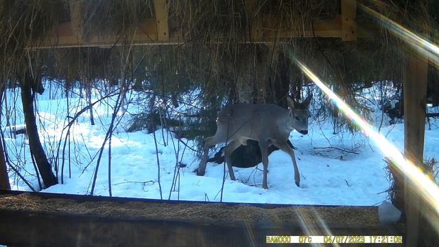 Дикие животные в павловском парке смотреть онлайн
