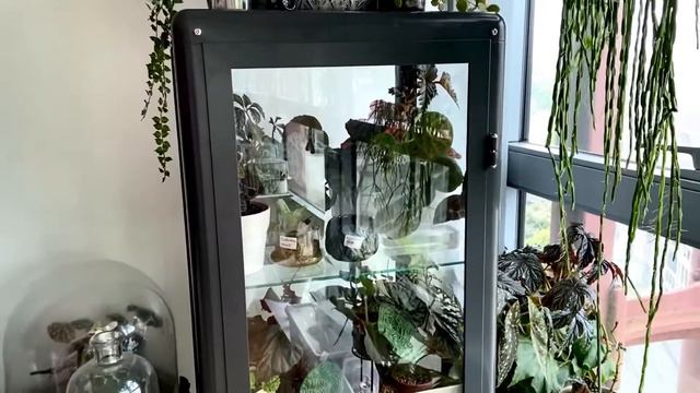 BEGONIA RAJAH [Short Video Overview Of Begonia Rajah And Setup] смотреть онлайн
