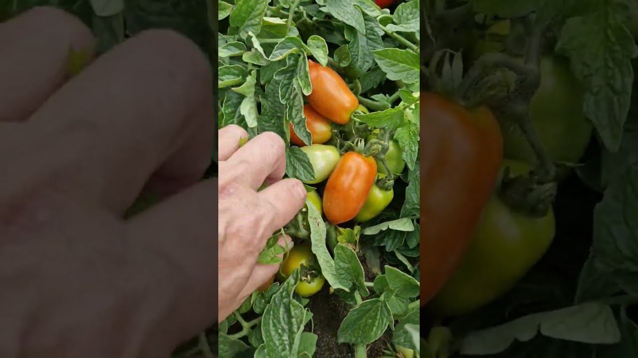 томаты для ленивых цилиндрические смотреть онлайн