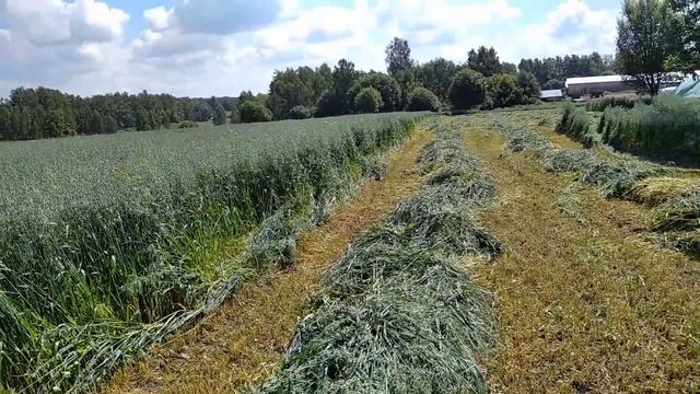 Овес рядом с фермой - опыт смотреть онлайн