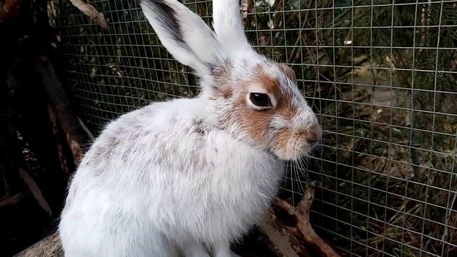 Облезлая моська Кнопы. Зайцы-беляки смотреть онлайн