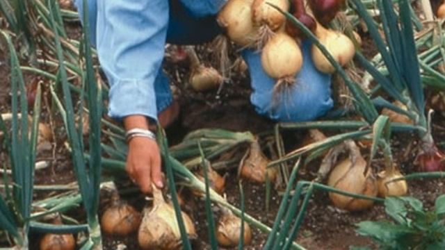 Убираем лук смотреть онлайн