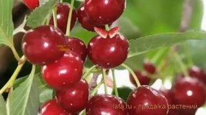Вишня обыкновенная Уральская рубиновая ? обзор: как сажать, саженцы вишни Уральская рубиновая