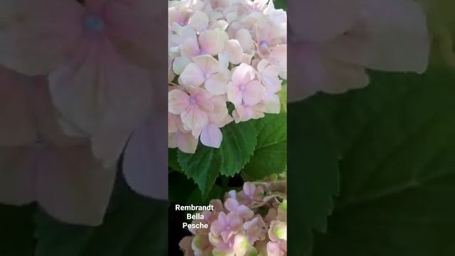 Гортензия крупнолистная Rembrandt Bella Pesche смотреть онлайн
