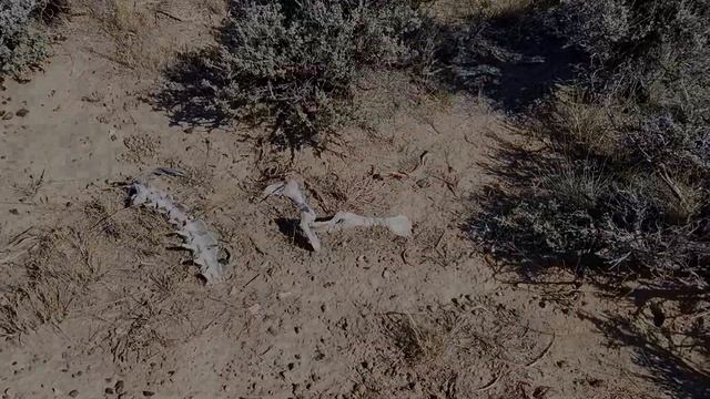 A Mysterious Boneyard at Sand Wash Basin Wild Horse Reserve in Colorado смотреть онлайн