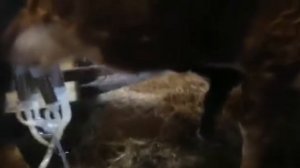 Как заставить корову дать молока. Хитрая корова