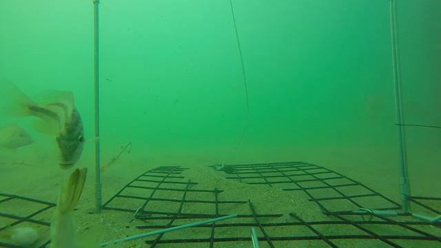 Outer Banks Crab Trap: The Return of the Pufferfish смотреть онлайн
