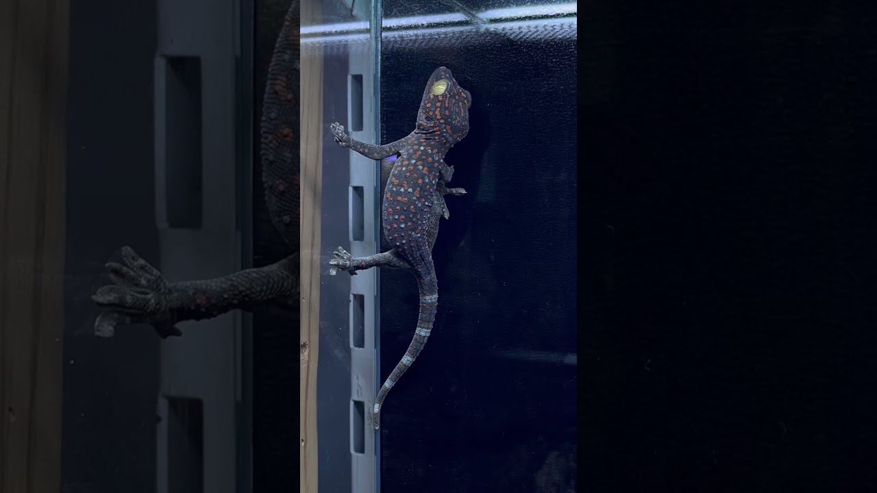 Интересные факты о гекконах токи смотреть онлайн