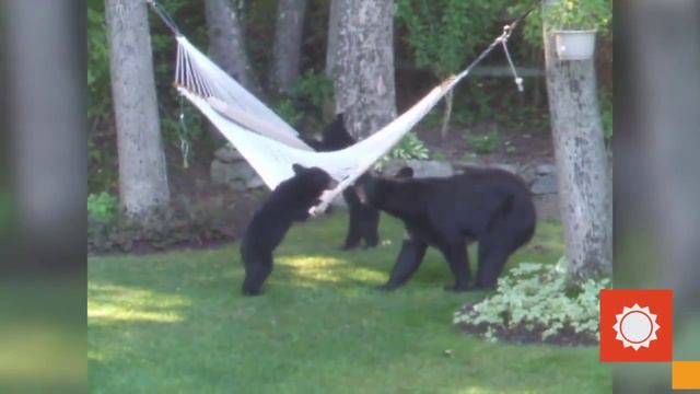 Милые Медведи Играют и Отдыхают на Гамаке! смотреть онлайн