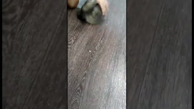 Дрессированный хорёк Бублик! 😋 смотреть онлайн