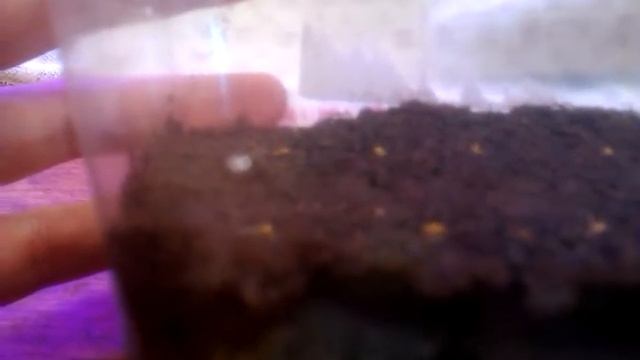 ЛОБЕЛИЯ АМП. ПОСЕВ смотреть онлайн