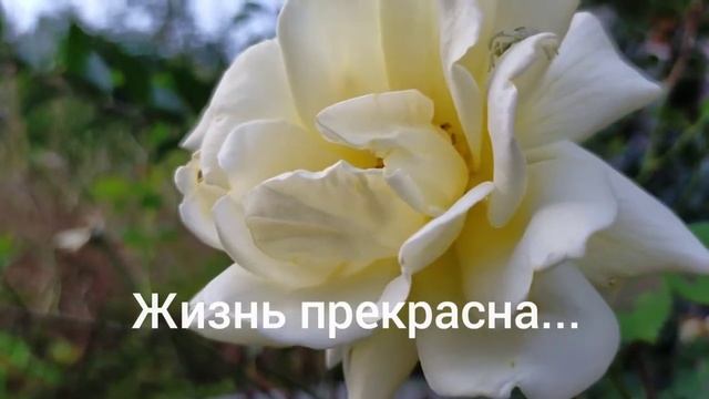 Жизнь прекрасна... смотреть онлайн
