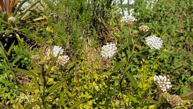 Wildflower Moment: Swamp milkweed and Browne's savory смотреть онлайн