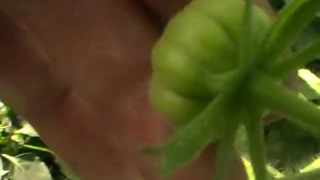 Обзор моей огуречной теплицы в августе.