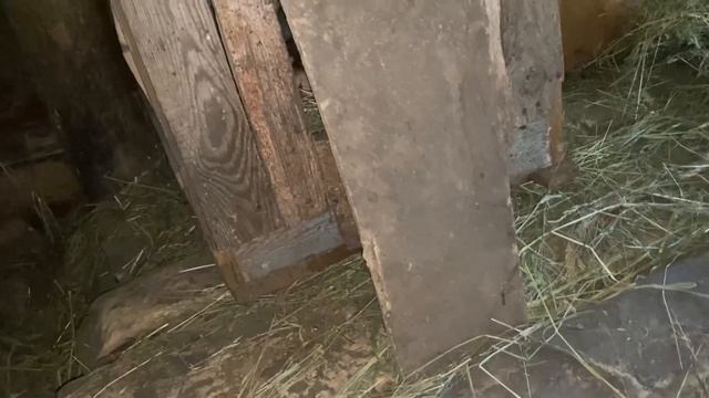 Приехала долгожданная Посылка?/ Раскидали яйца куда попали ! Мускусные утки Тяжелой линии смотреть онлайн