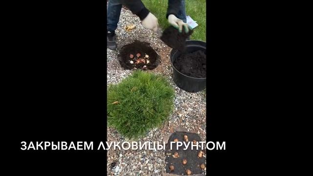 Сажаем луковичные | ДОСАЖИВАЕМ луковичные в композицию клумбу | советы при посадке смотреть онлайн