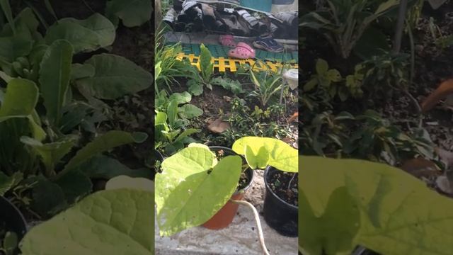 ЮЛЯ ОСТАНОВИСЬ!!!!! Или мои покупки для дачи!!!