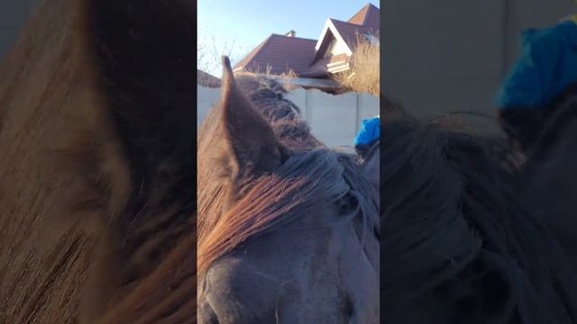 Рядом с лошадью всегда нужно быть сильным! смотреть онлайн