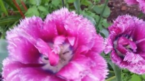 Футаж. Тюльпаны. Природный футаж бесплатно.