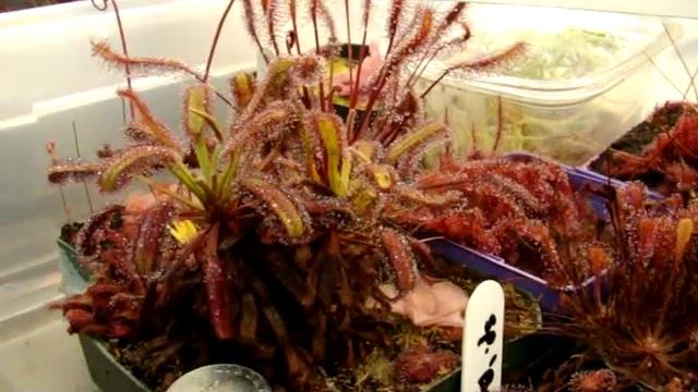 Drosera Capensis (Bains Kloof) ~ Sundew, Carnivorous Plant