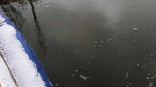 Белый Амур. Разведение и выращивание рыбы в собственном бассейне в огороде на даче. смотреть онлайн