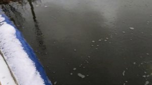 Белый Амур. Разведение и выращивание рыбы в собственном бассейне в огороде на даче.