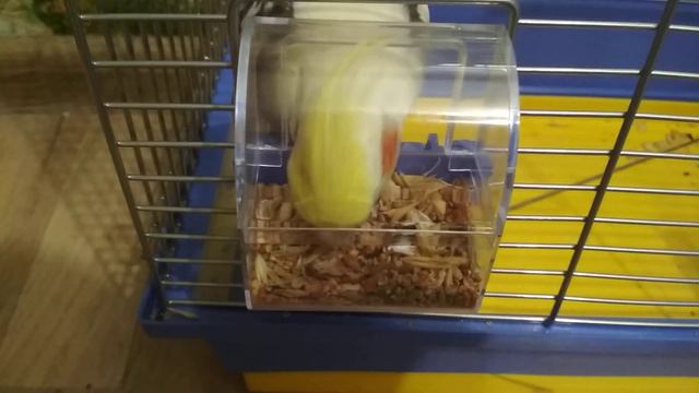 Попугай Корелл. Знакомимся со зрителями))) смотреть онлайн