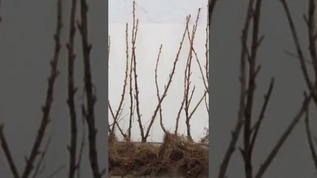 Черная смородина посадка, открытая корневая система