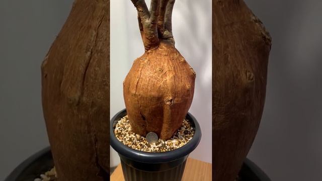 아데니움 소말렌세 Adenium Somalense