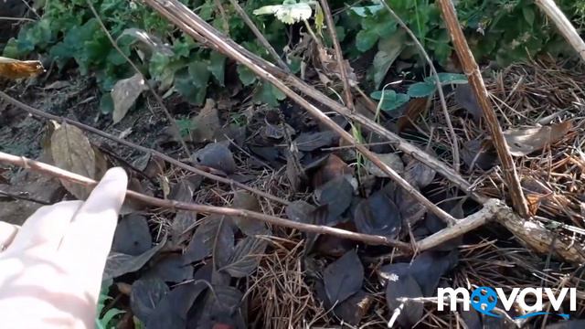 КАК я размножаю ГОРТЕНЗИИ/БЫСТРО и ПРОСТО! смотреть онлайн