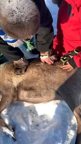 Заарканили одного оленя, чтобы отвезти в соседнее стадо смотреть онлайн