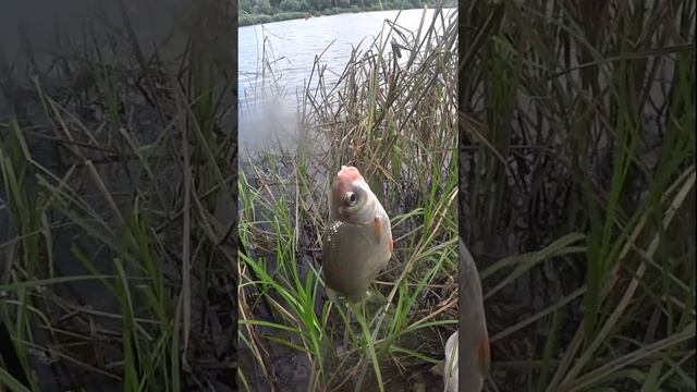 ОТОРВАЛА КРЮЧОК. смотреть онлайн