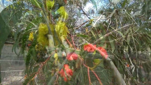 Окрестности Перта. Лесные попугаи, смеющаяся Кукабара. смотреть онлайн