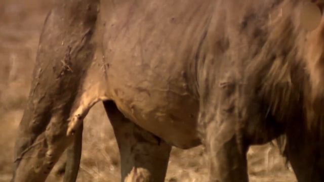 Big Cat, Africa's Struggle to Survival - Nature Documentary | EarthHD смотреть онлайн